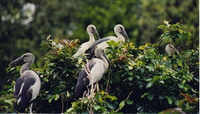 New pictures of <i class="tbold">bird sanctuary</i>