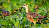 Check out our latest images of <i class="tbold">bird sanctuary</i>