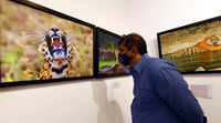 New pictures of <i class="tbold">wildlife photography exhibition</i>