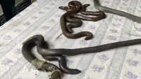 Boas: Hiss Of Superstition Kills Red Sand Boas