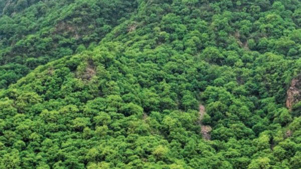 Definition of Forest in India