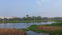Migratory birds in <i class="tbold">santragachhi</i>