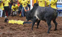 bull taming at jallikattu11