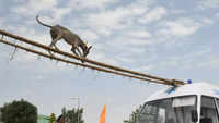 Pics from Bhopal: Trained canine of BSF performs stunts during 'dog show'