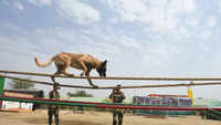 Pics from Bhopal: Trained canine of BSF performs stunts during 'dog show'