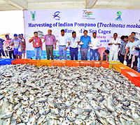 Soon, rivers across Goa to have fish cage culture