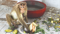 Besant Memorial Animal Dispensary: Latest News, Videos and Photos of Besant Memorial Animal Dispensary | Times of India Besant Memorial Animal Dispensary: Latest News, Videos and Photos of Besant Memorial Animal Dispensary | Times of India