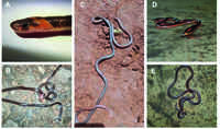 Rare Snakes: Latest News, Videos and Photos of Rare Snakes
