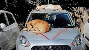 Animal Birth Control Rules: Latest News, Videos and Photos of Animal Birth Control Rules | Times of India Animal Birth Control Rules: Latest News, Videos and Photos of Animal Birth Control Rules | Times of India