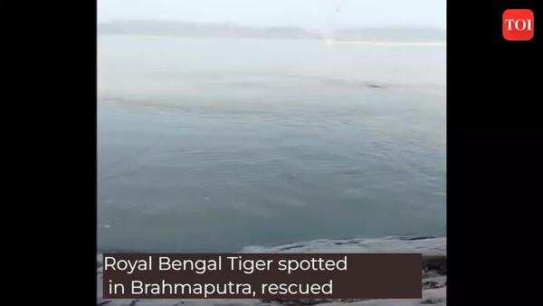 Andhra Pradesh: Tiger alert issued on Nallamala route to Srisailam temple |  Amaravati News - Times of India