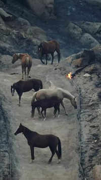 Horses seek shelter as Fairview Fire burns in California, US, in September