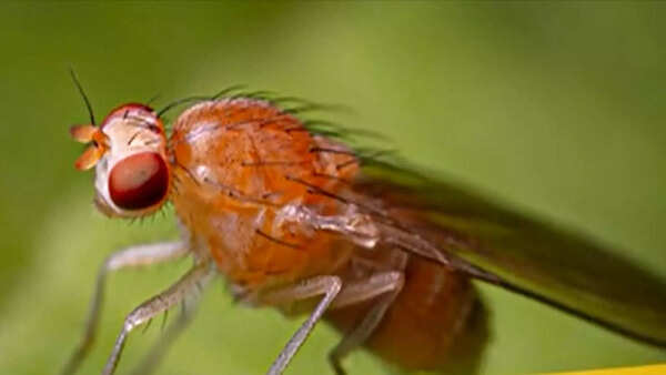 Study: Fruit Fly Can Be An Alternative Animal Model | Mangaluru News - Times of India Study: Fruit Fly Can Be An Alternative Animal Model | Mangaluru News - Times of India