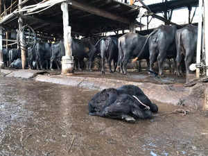 Maharashtra Animal Preservation Act: Latest News, Videos and Photos of Maharashtra  Animal Preservation Act | Times of India