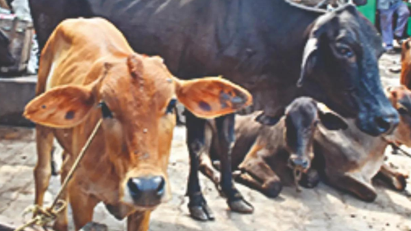 Agriculture department to provide 'desi' cows to farmers in Uttar Pradesh |  Lucknow News - Times of India