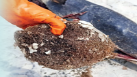 Dead humpback dolphin found on Vainguinim beach in Panaji