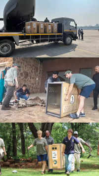 Twelve cheetahs from South Africa arrives at Kuno National Park