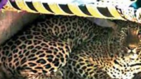 Prowling glory: Gujarat leopard count up 63% to 2,274