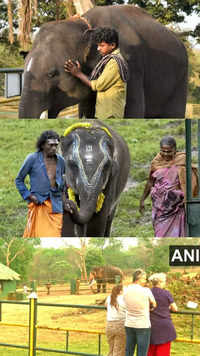 Oscars 2023: This Tamil Nadu baby elephant is a big hit among tourists
