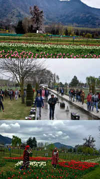Kashmir’s tulip garden, Asia's largest, opens to the public