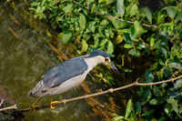 Check out our latest images of <i class="tbold">bird race</i>