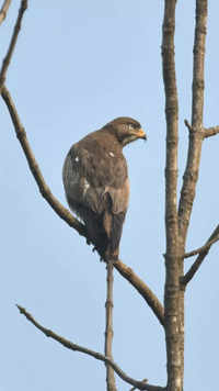 Check out our latest images of <i class="tbold">bird enthusiasts</i>