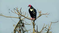 Jatayu Conservation Breeding Centre: Latest News, Videos and