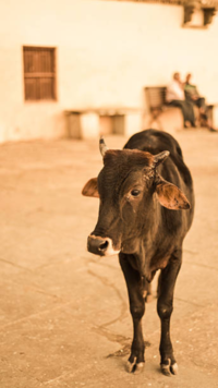 <i class="tbold">cow urine</i> is widely used in India for ‘purification’.