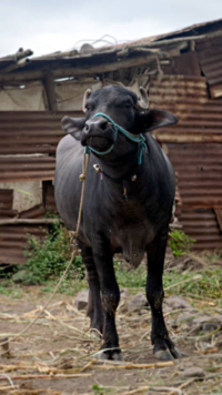 ​Buffalo urine was found to be more effective than cow's.​