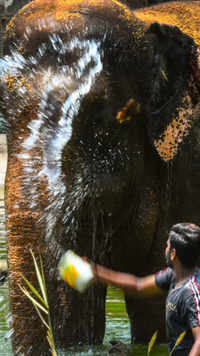 Elephant Anarkali takes a refreshing bath at Byculla zoo.