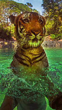 Tiger splashing water to keep itself cool at Byculla zoo.