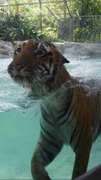 A tiger at <i class="tbold">byculla zoo</i> swim due to hot weather in Mumbai.