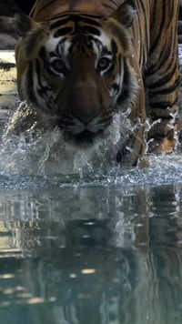 A tiger too cools off itself within its exhibit at Byculla zoo.