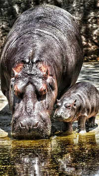 Mother with baby hippo at their enclosure at Delhi zoo.