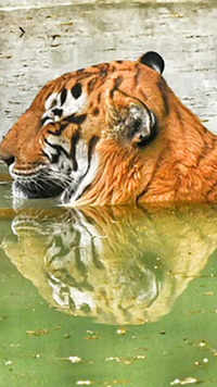 A Royal <i class="tbold">bengal tiger</i> takes a dip in a pond at Delhi zoo.