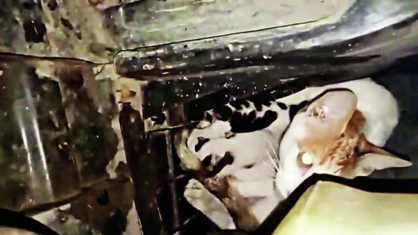 Cats' 9 lives: Mom, litter survive drive in car hood