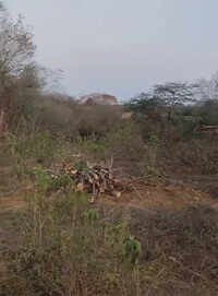 Tree felling continues on protected Aravali land in Raisina hills