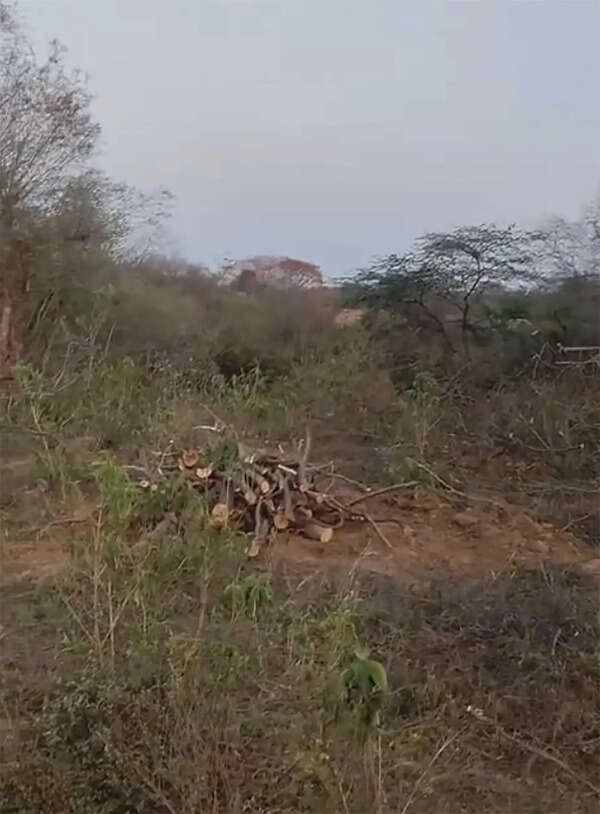 Tree felling continues on protected Aravali land in Raisina hills