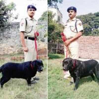 CR's top dogs sniff out prizes at all-India contest