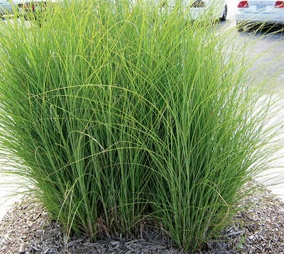 Switchgrass may unlock the future of biofuel