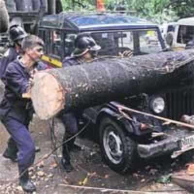 Monsoon '˜tree't for Mumbai Police