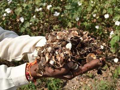 11 farmers suicides reported in Telangana this week as cotton crop fails again