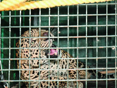 Leopard attack issue raised in assembly