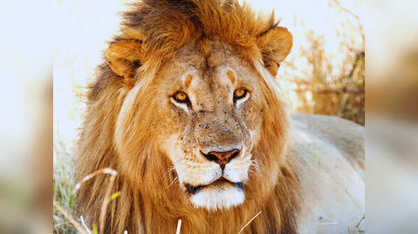 Serengeti National Park, Tanzania