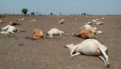 Andhra Pradesh: 56 cows die after grazing on maize fields; owner collapses in shock