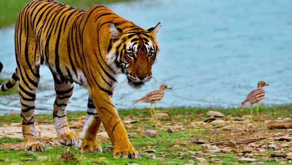 A rare moment put Ranthambore National Park back in the spotlight — 5 reasons fans are going now