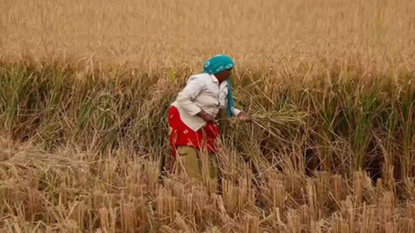 No procurement in 6 days: Farmers protest in Karnal