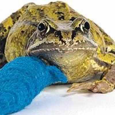 Limping frog gets plastered