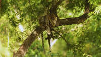 Leopard grabs Chhattisgarh boy by neck, drags him towards forest; parents fight it off