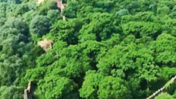 Solar hydro plants threaten ecological disaster as Rajasthan govt lines up 9 projects