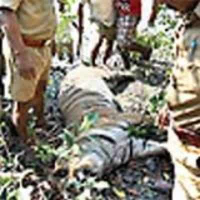 Forest dept sleuths may probe tiger deaths